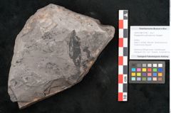 Foto (Objekt + Etikett) von Noeggerathia palmaeformis Goeppert (NHMW-GEO-2024-0188-10746)